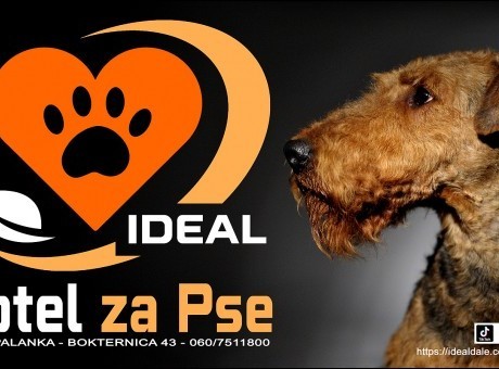 hotel za pse ideal - bilbord mala.jpg